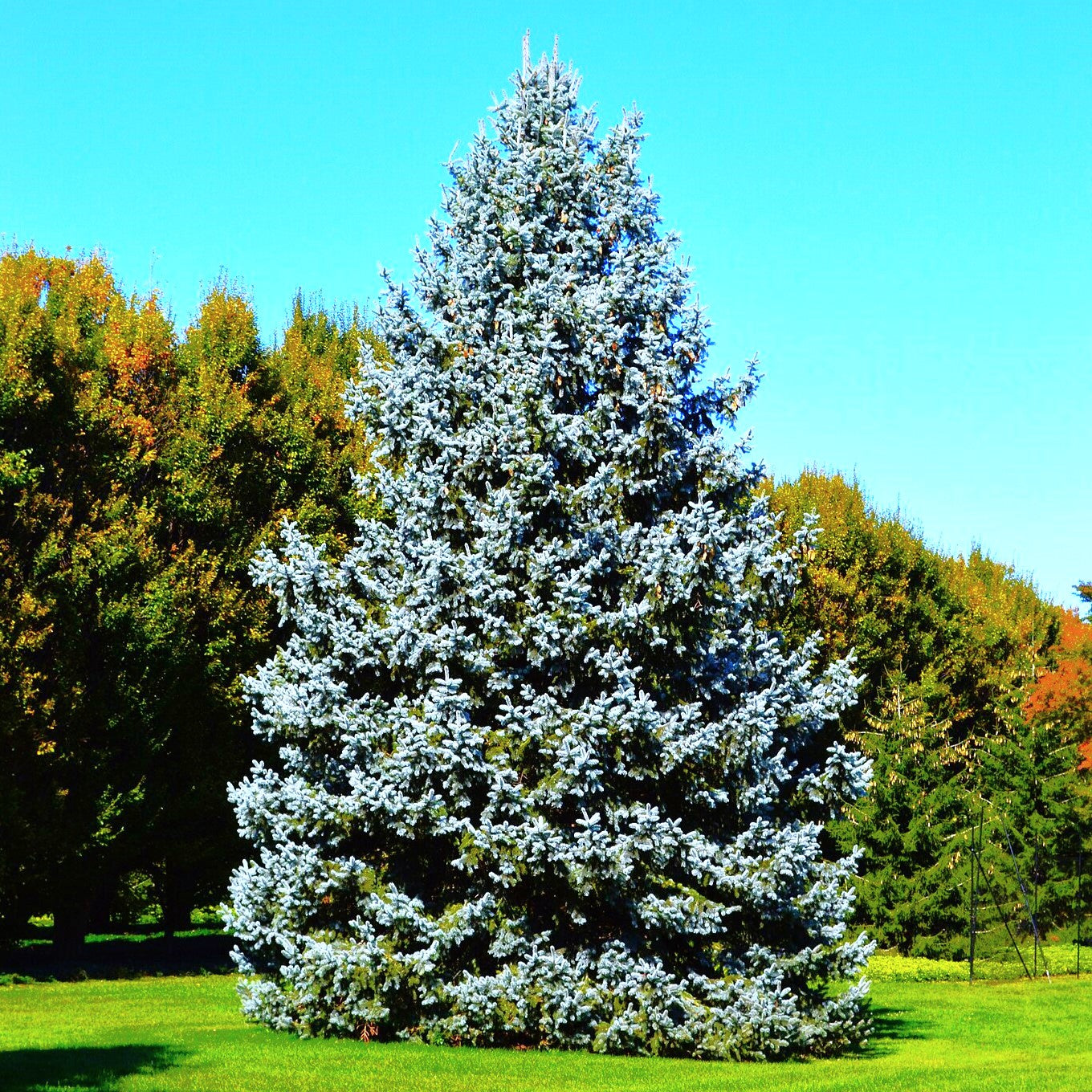 Colorado Blue Spruce Tree Seeds - For 2026 Planting Cold-Hardy