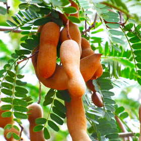 Tamarind Tree