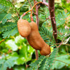 Tamarind Tree