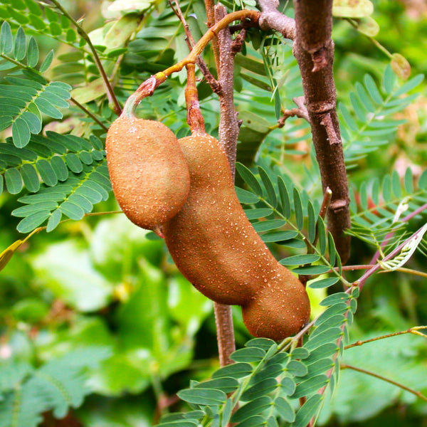 Tamarind Tree