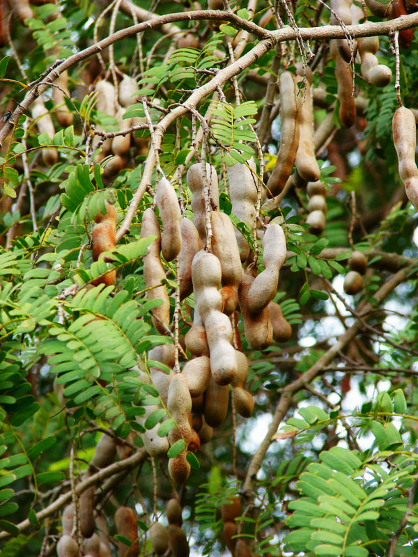 Tamarind Tree