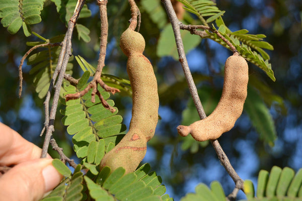 Tamarind Tree