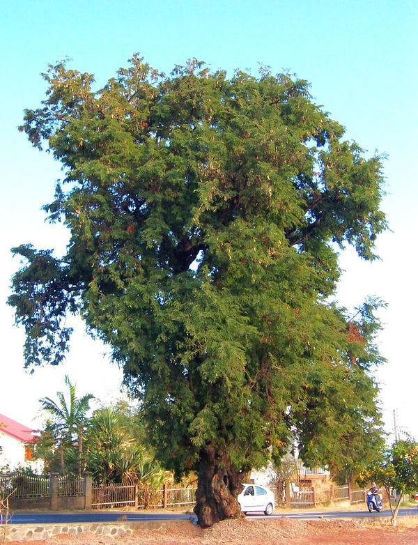 Tamarind Tree