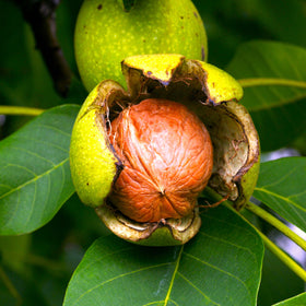 English Walnut Tree