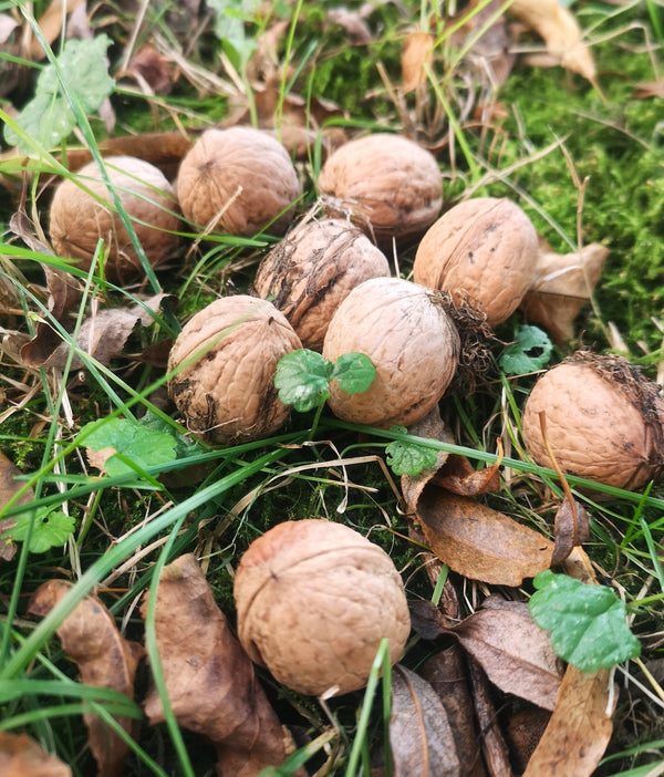 walnut seeds for planting Carpathian English Walnut Tree Seeds - For 2026 Planting Juglans Regia