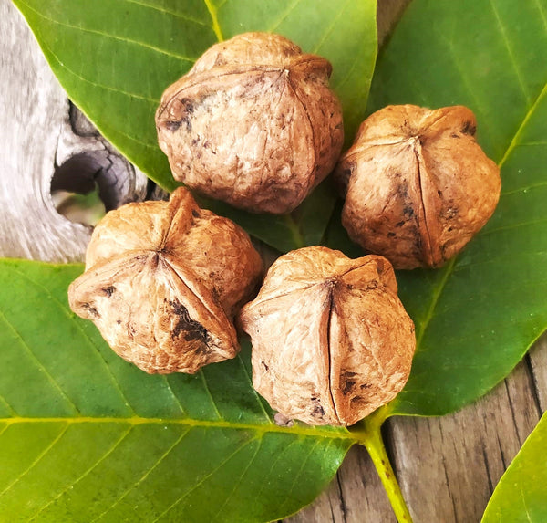 walnut seeds for planting Carpathian English Walnut Tree Seeds - For 2026 Planting Juglans Regia