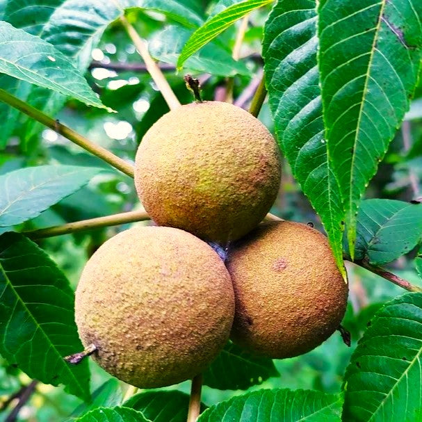 Black Walnut Tree Seeds - For 2026 Planting Juglans Nigra Timber