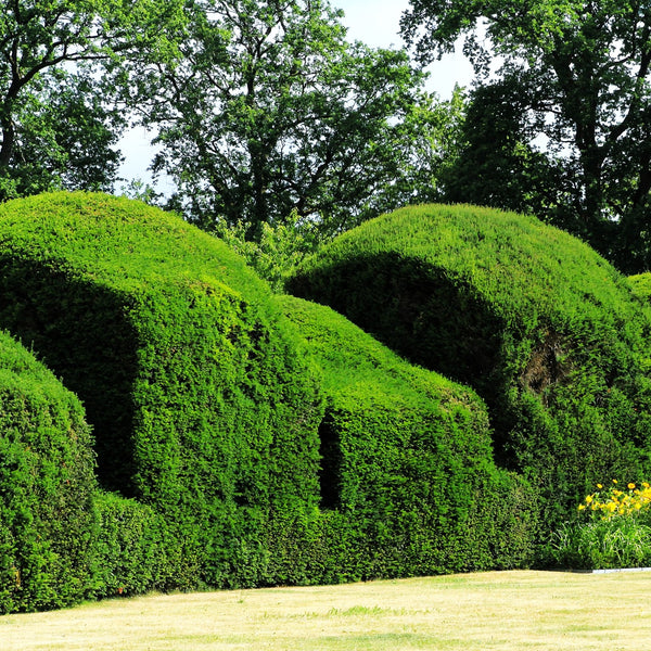 English Yew Seeds - For 2026 Planting Topiary Hedges Taxus Baccata