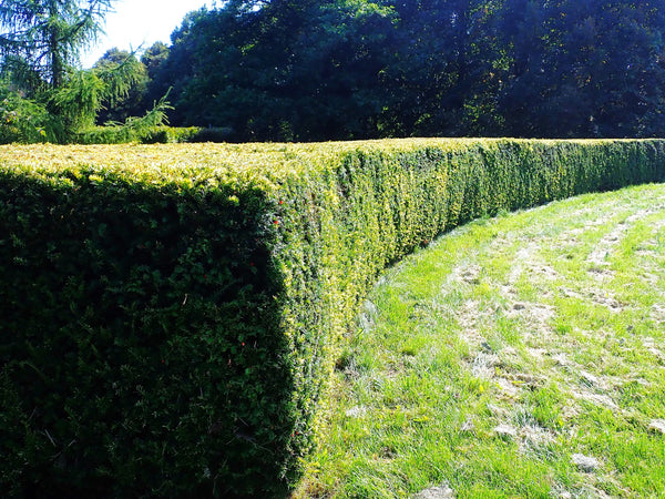 English Yew Seeds - For 2026 Planting Topiary Hedges Taxus Baccata
