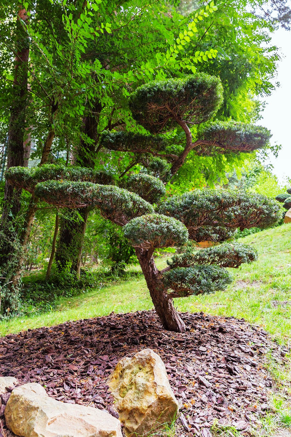 English Yew Seeds - For 2026 Planting Topiary Hedges Taxus Baccata