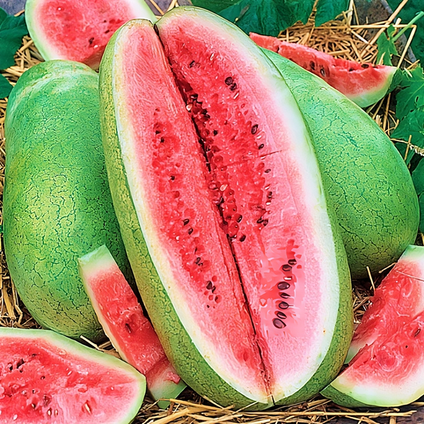 Watermelon Seed Oil  Organic Water Melon Oil