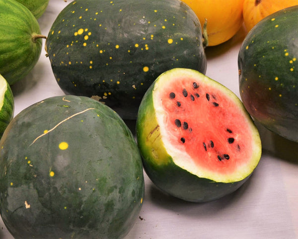 Moon & Stars Yellow Fleshed Watermelon, Organic, Heirloom - Firefly Farms & Mercantile Moon & Stars Yellow Fleshed Watermelon, Organic, Heirloom - Firefly Farms & Mercantile