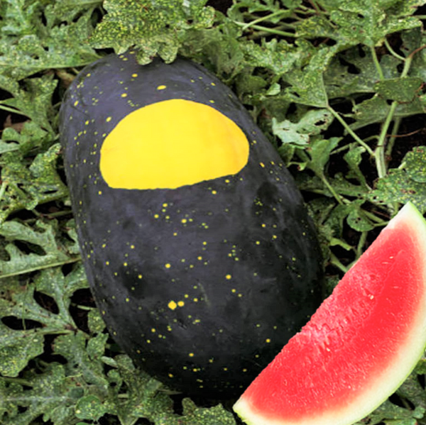 Moon and Stars Red Watermelon Seeds | Heirloom Watermelons Crimson Red ...