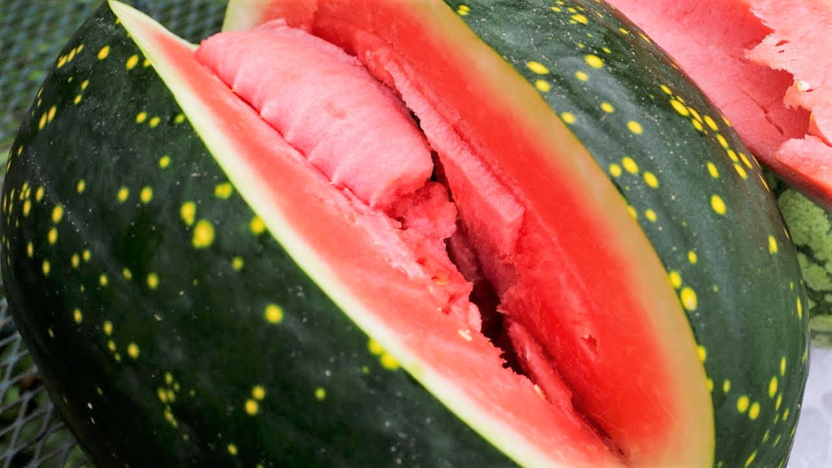 Moon and Stars Red Watermelon Seeds | Heirloom Watermelons Crimson Red ...