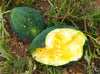 Moon & Stars Yellow Watermelon