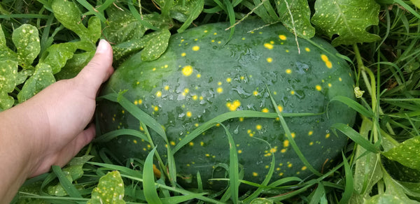 Moon & Stars Yellow Watermelon