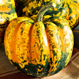 Carnival Squash