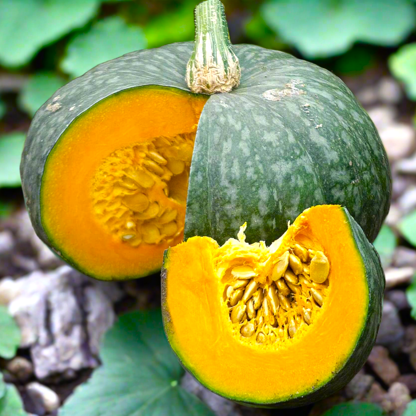 planting kabocha squash seeds Kabocha Squash Seeds - For 2026 Planting Japanese Pumpkin Green