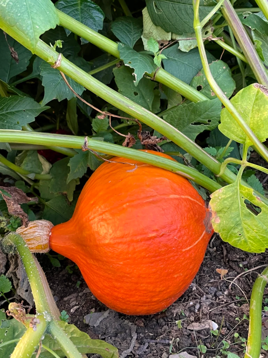 Sunshine Master Lakota Squash / Japanese Kuri Pumpkin Seeds – 10 Fresh Seeds – Fall 2023 Harvest – USA Grown