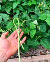 Bush Green Yard Long Bean