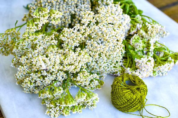 White Yarrow