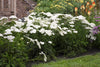 White Yarrow