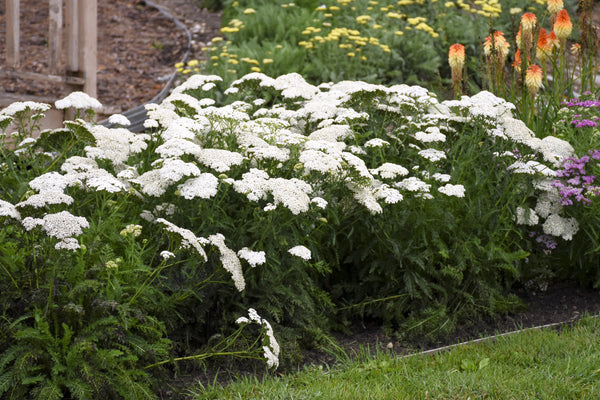 White Yarrow