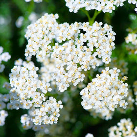 White Yarrow