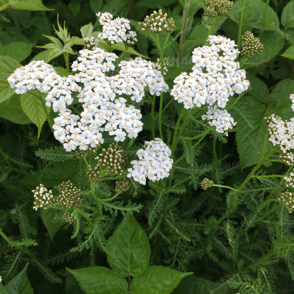 White Yarrow