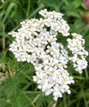 White Yarrow