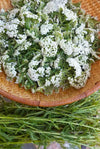 White Yarrow