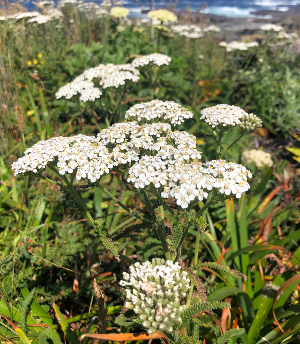 White Yarrow