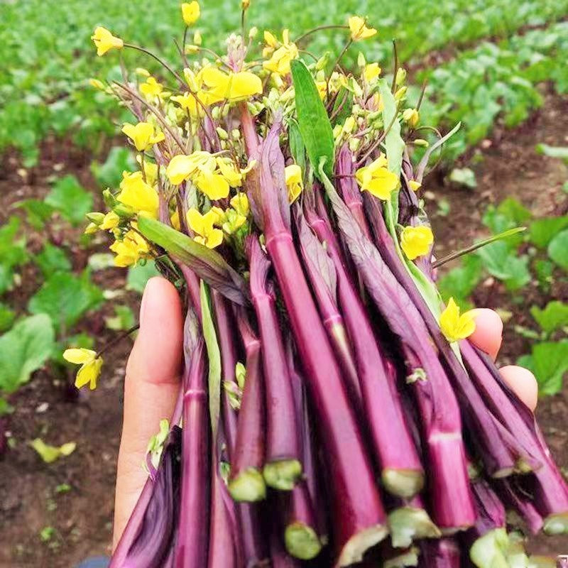 asian garden seeds Hon Tsai Tai Purple Yu Choy Sum Seeds - For 2026 Planting Hong Caitai