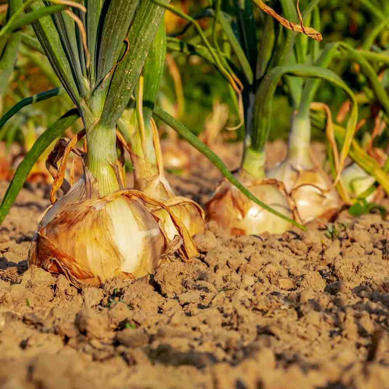 planting spanish onion seeds Yellow Sweet Spanish Onion Seeds - For 2026 Planting Long Day Storage