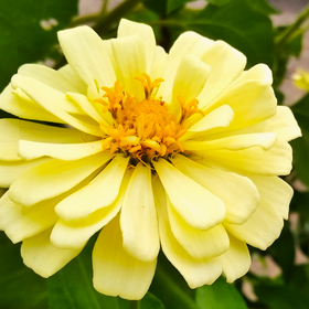 Isabellina Baby Yellow Zinnia