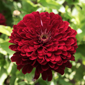 Meteor Burgundy Zinnia