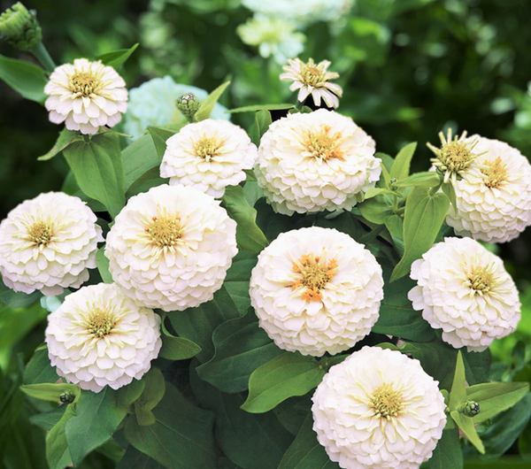 thumbnail image 2 of Polar Bear Zinnia Seeds - Farms 2 of 10