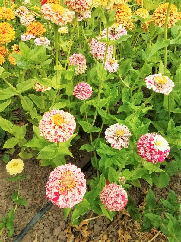 Peppermint Candy Stripe Zinnia Seeds - For 2026 Planting New Lot