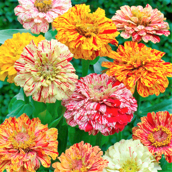 Peppermint Candy Stripe Zinnia Seeds - For 2026 Planting New Lot