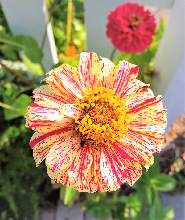 Peppermint Candy Stripe Zinnia Seeds - For 2026 Planting New Lot