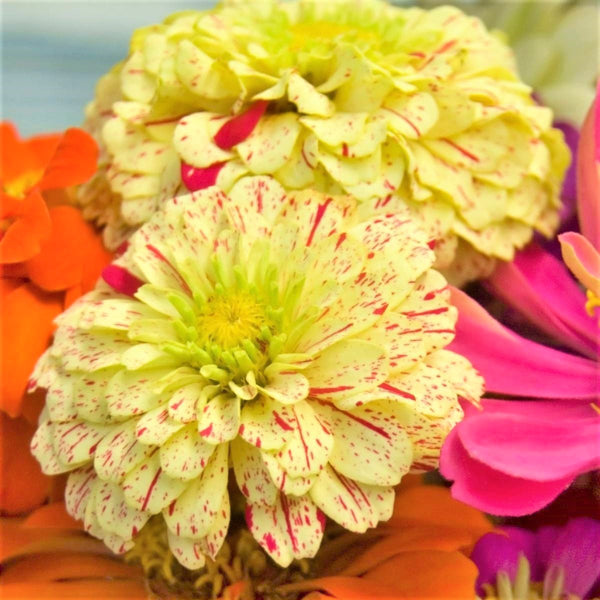 Peppermint Candy Stripe Zinnia Seeds - For 2026 Planting New Lot