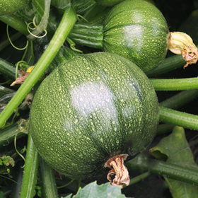 Round Zucchini