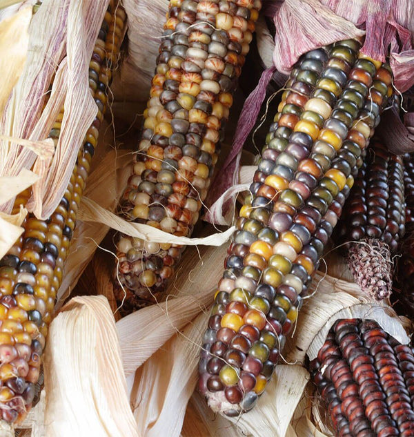 indian corn seeds for planting Red Husk Rainbow Ornamental Corn Seeds - For 2026 Planting Colorful