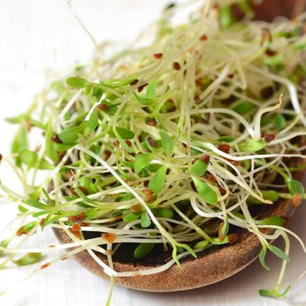 alfalfa seed planting rate True Alfalfa Seeds - For 2026 Planting USA Vegetable Asian Salad Green