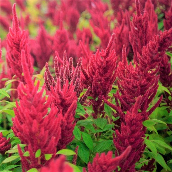 Red Garnet Amaranth