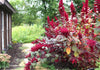 Red Garnet Amaranth