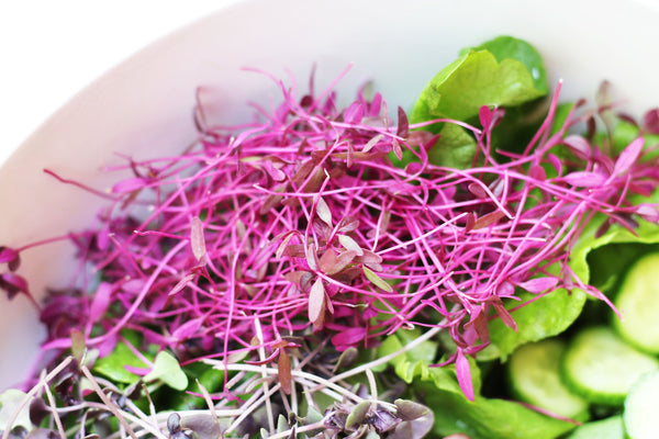 Red Garnet Amaranth