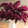 Red Garnet Amaranth