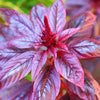 Red Garnet Amaranth