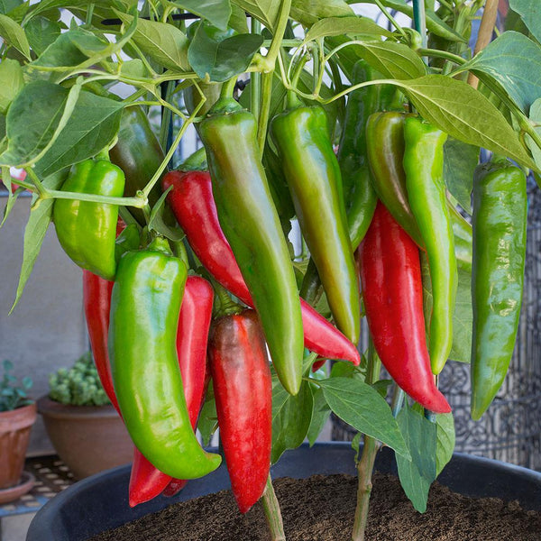 Anaheim Chile Pepper Seeds - For 2026 Planting 2,500 Scoville Heirloom